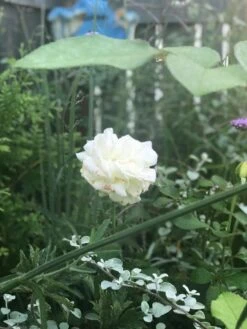 Edelrose 'Ambiente' ® -Edelrosen Geschaft edelrose ambiente m003494 831627 1