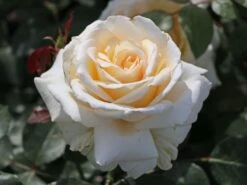 Edelrose 'Ambiente' ®