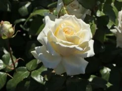 Edelrose 'Ambiente' ® -Edelrosen Geschaft edelrose ambiente m003494 w 0