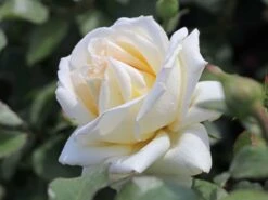 Edelrose 'Ambiente' ® -Edelrosen Geschaft edelrose ambiente m003494 w 1