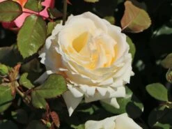 Edelrose 'Ambiente' ® -Edelrosen Geschaft edelrose ambiente m003494 w 3