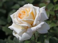 Edelrose 'Ambiente' ® -Edelrosen Geschaft edelrose ambiente m003494 w 4