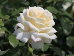 Edelrose 'Ambiente' ® -Edelrosen Geschaft edelrose ambiente m003494 w 5