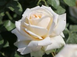 Edelrose 'Ambiente' ® -Edelrosen Geschaft edelrose ambiente m003494 w 7