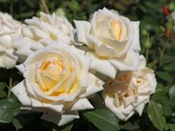 Edelrose 'Ambiente' ® -Edelrosen Geschaft edelrose ambiente m003494 w 8