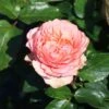 Edelrose 'Amorosa' ®