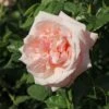 Edelrose 'Aphrodite' ®