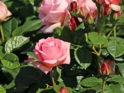 Edelrose 'Aphrodite' ® -Edelrosen Geschaft edelrose aphrodite m006016 w 1