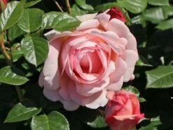 Edelrose 'Aphrodite' ® -Edelrosen Geschaft edelrose aphrodite m006016 w 4