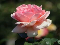 Edelrose 'Aphrodite' ® -Edelrosen Geschaft edelrose aphrodite m006016 w 6