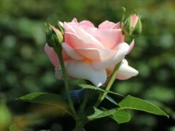 Edelrose 'Aphrodite' ® -Edelrosen Geschaft edelrose aphrodite m006016 w 7