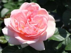 Edelrose 'Aphrodite' ® -Edelrosen Geschaft edelrose aphrodite m006016 w 8