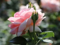 Edelrose 'Aphrodite' ® -Edelrosen Geschaft edelrose aphrodite m006016 w 9