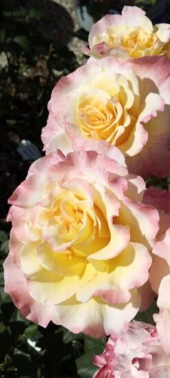 Edelrose 'Aquarell' ® -Edelrosen Geschaft edelrose aquarell m054911 1385065 0