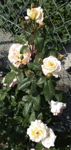 Edelrose 'Aquarell' ® -Edelrosen Geschaft edelrose aquarell m054911 1385065 1