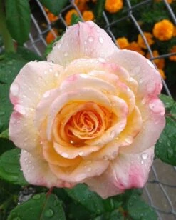 Edelrose 'Aquarell' ® -Edelrosen Geschaft edelrose aquarell m054911 1385065 2