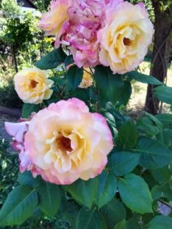 Edelrose 'Aquarell' ® -Edelrosen Geschaft edelrose aquarell m054911 615954 0