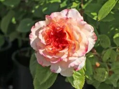 Edelrose 'Aquarell' ® -Edelrosen Geschaft edelrose aquarell m054911 w 0