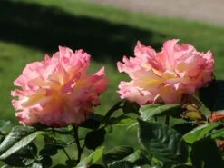 Edelrose 'Aquarell' ® -Edelrosen Geschaft edelrose aquarell m054911 w 10