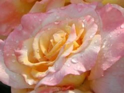 Edelrose 'Aquarell' ® -Edelrosen Geschaft edelrose aquarell m054911 w 12