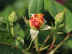 Edelrose 'Aquarell' ® -Edelrosen Geschaft edelrose aquarell m054911 w 5