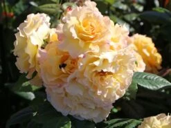 Edelrose 'Aquarell' ® -Edelrosen Geschaft edelrose aquarell m054911 w 7