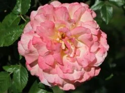 Edelrose 'Aquarell' ® -Edelrosen Geschaft edelrose aquarell m054911 w 8