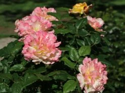Edelrose 'Aquarell' ® -Edelrosen Geschaft edelrose aquarell m054911 w 9