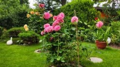 Edelrose 'Ashley' ® -Edelrosen Geschaft edelrose ashley m094365 1152281 0