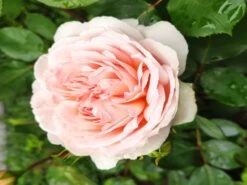 Edelrose 'Ashley' ® -Edelrosen Geschaft edelrose ashley m094365 1152281 1