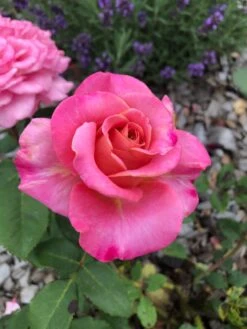Edelrose 'Ashley' ® -Edelrosen Geschaft edelrose ashley m094365 1175071 0