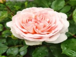 Edelrose 'Ashley' ® -Edelrosen Geschaft edelrose ashley m094365 193676 0