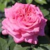 Edelrose 'Ashley' ®
