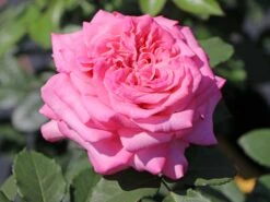 Edelrose 'Ashley' ®
