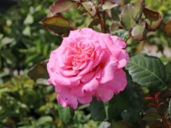 Edelrose 'Ashley' ® -Edelrosen Geschaft edelrose ashley m094365 w 0