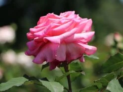 Edelrose 'Ashley' ® -Edelrosen Geschaft edelrose ashley m094365 w 1