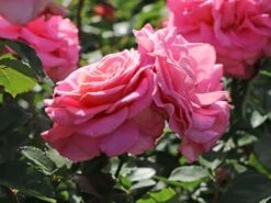 Edelrose 'Ashley' ® -Edelrosen Geschaft edelrose ashley m094365 w 10