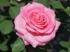 Edelrose 'Ashley' ® -Edelrosen Geschaft edelrose ashley m094365 w 2