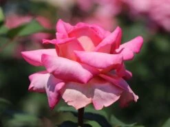 Edelrose 'Ashley' ® -Edelrosen Geschaft edelrose ashley m094365 w 3