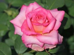 Edelrose 'Ashley' ® -Edelrosen Geschaft edelrose ashley m094365 w 5