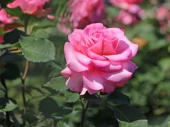 Edelrose 'Ashley' ® -Edelrosen Geschaft edelrose ashley m094365 w 6