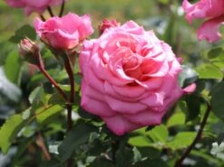 Edelrose 'Ashley' ® -Edelrosen Geschaft edelrose ashley m094365 w 7