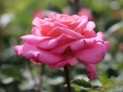Edelrose 'Ashley' ® -Edelrosen Geschaft edelrose ashley m094365 w 8