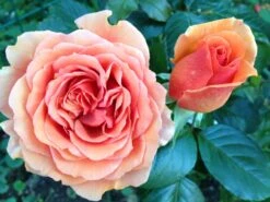 Edelrose 'Ashram' ® -Edelrosen Geschaft edelrose ashram m005844 1338879 0