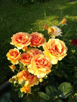 Edelrose 'Ashram' ® -Edelrosen Geschaft edelrose ashram m005844 288178 1