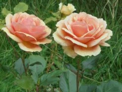 Edelrose 'Ashram' ® -Edelrosen Geschaft edelrose ashram m005844 430730 0