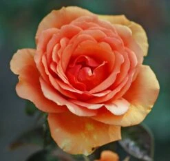 Edelrose 'Ashram' ® -Edelrosen Geschaft edelrose ashram m005844 772888 0