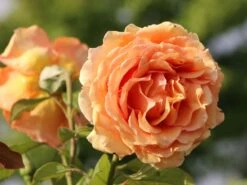 Edelrose 'Ashram' ® -Edelrosen Geschaft edelrose ashram m005844 w 0