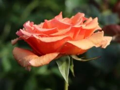 Edelrose 'Ashram' ® -Edelrosen Geschaft edelrose ashram m005844 w 1