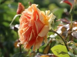 Edelrose 'Ashram' ® -Edelrosen Geschaft edelrose ashram m005844 w 2